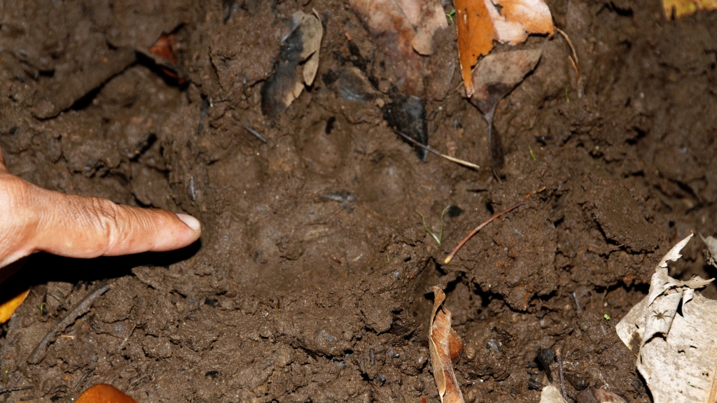 25 - Tortuguero NP (25).jpg